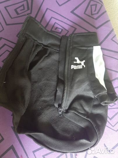 Одежда для маленькой собачки