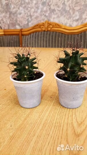 Кактус цветущий- детки