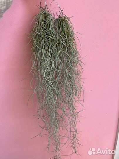 Тилландсия атмосферная уснеевидная