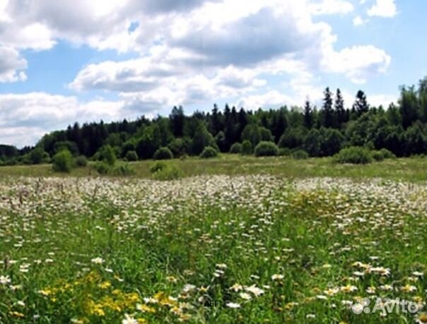 Мед 24 года Алтайский опт