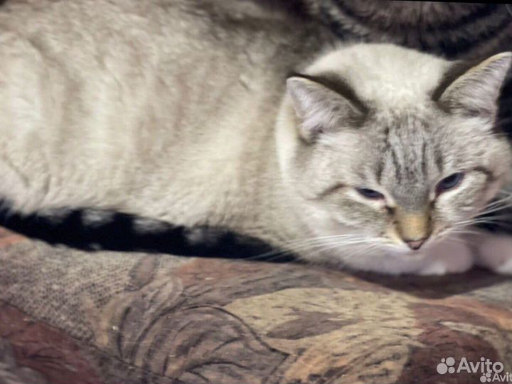 Котики, кошки и котята из приюта