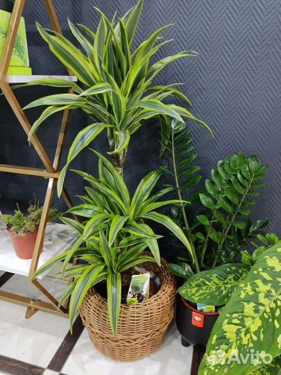 Драцена Lemon Lime