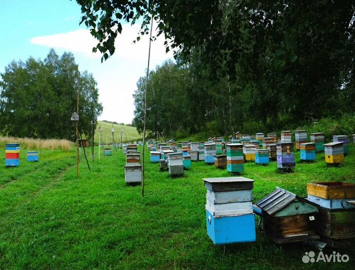 2024 Мед натуральный с Алтая опт