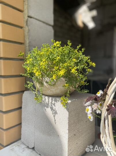 Почвопокровные растения