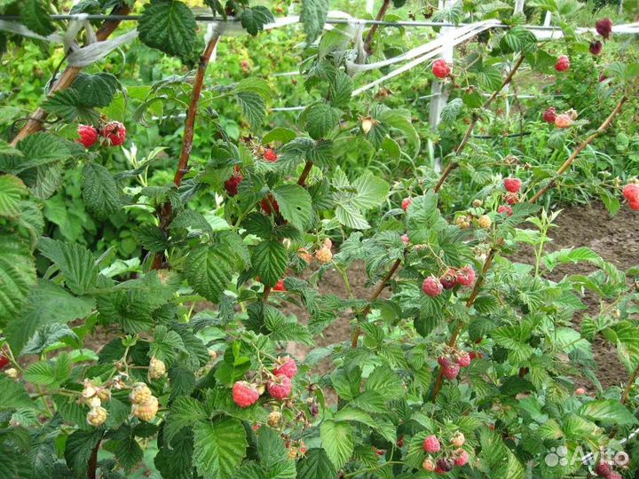 Саженцы малины