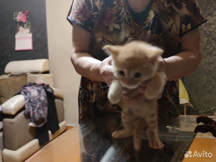 Домашние животные котята бесплатно