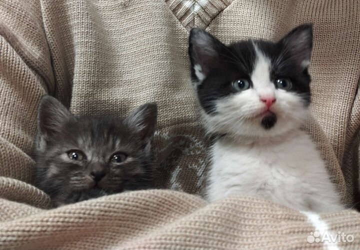 Котята ищут любящих хозяев