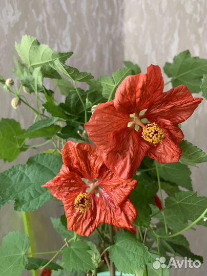 Абутилон Белла Ред (прирощенные отростки)