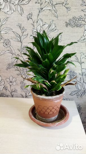 Комнатный цветок Драцена компакта