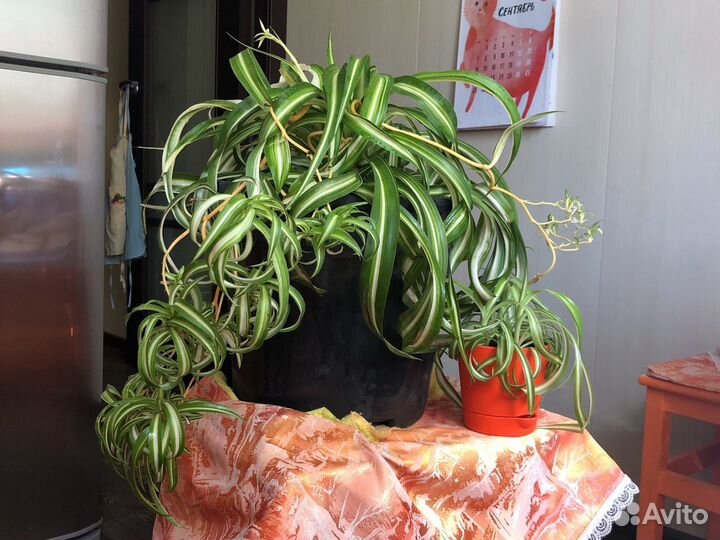 Хлорофитум кудрявый