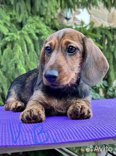 Щенки жесткошерстной таксы