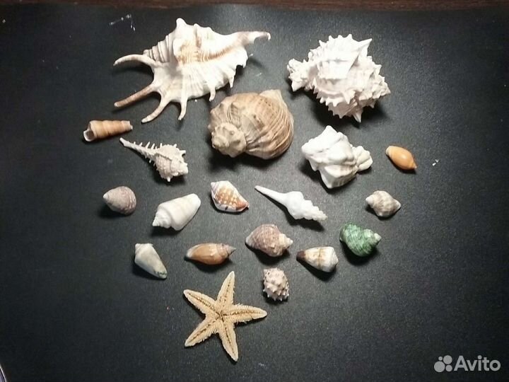 Морские ракушки раковины