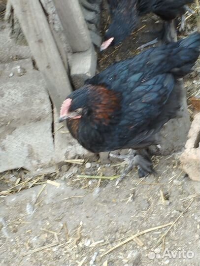 Молодые петухи