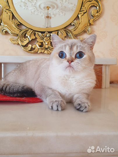 Кошка в дар