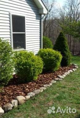 Кора Сосны Мульча Кора Лиственницы