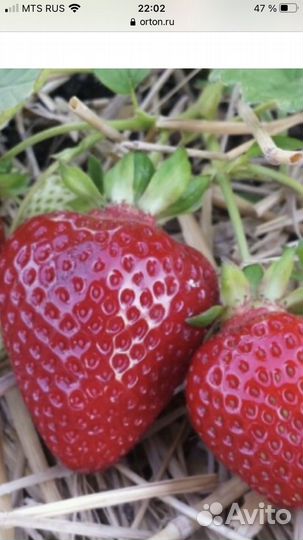 Рассада сортовой клубники