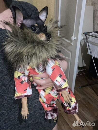 Мини той-терьер вязка ищем жениха