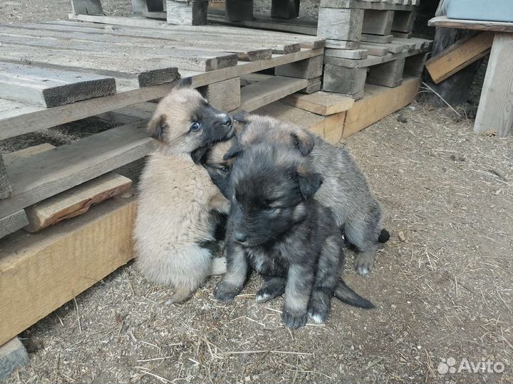 Щенки в добрые руки