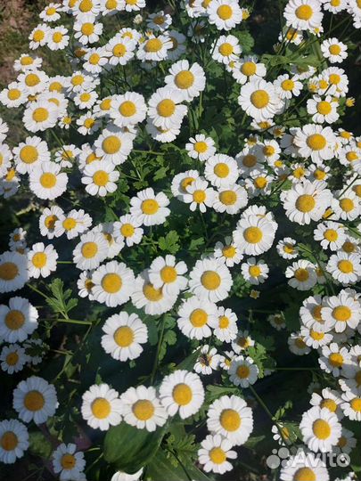 Цветы садовые разные