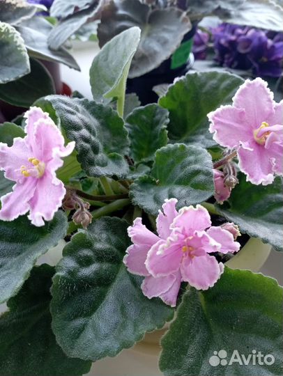 Фиалки сортовые