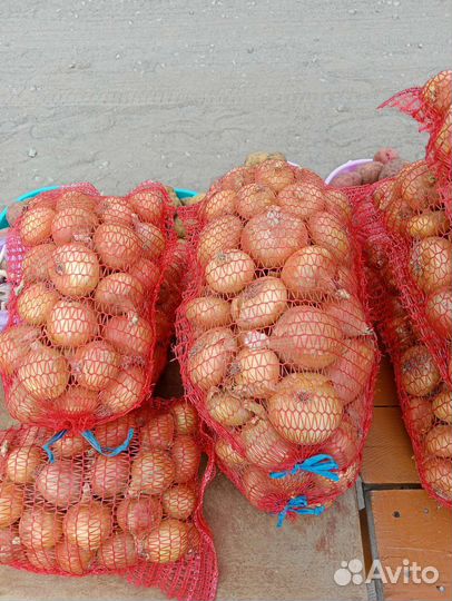 Лук репчатый. Машина идет в город 26.08.23г