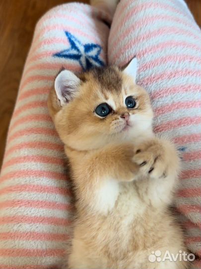 Британские котята золотая шиншилла