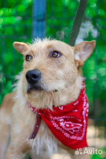 Бородатик спаси из приюта