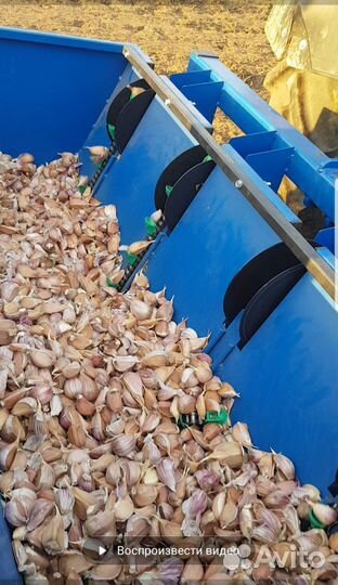 Чеснок семенной