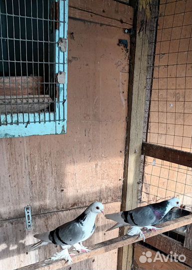 Продаются голуби пара