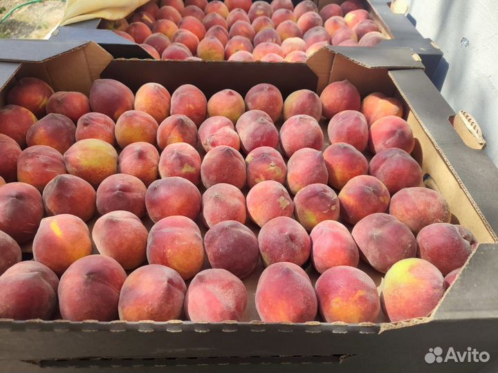 Продам персик опт и розница