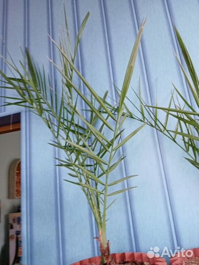 Финиковая пальма