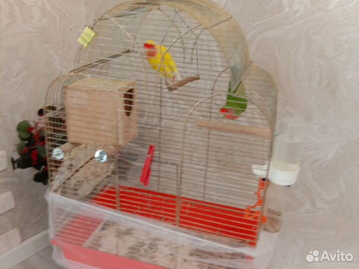 Попугаи неразлучники с клеткой