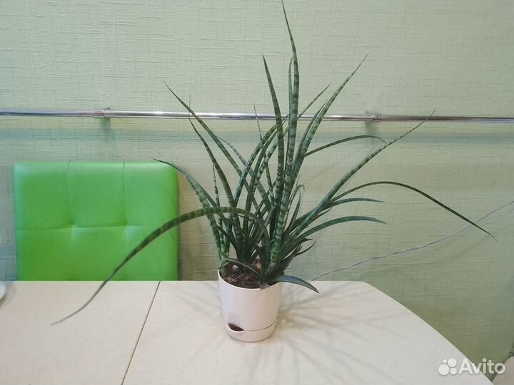 Продаю caнcивиерию Fеrnwооd Мikadо