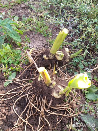 Канны сортовые Клеопатра алые и жёлтые