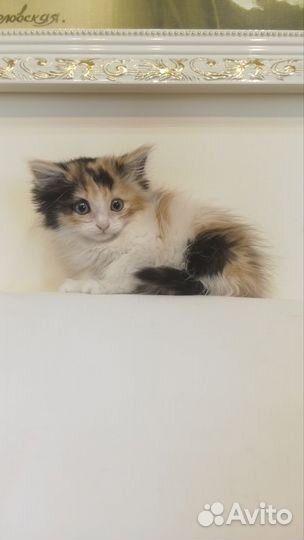 Трёхцветная кошечка