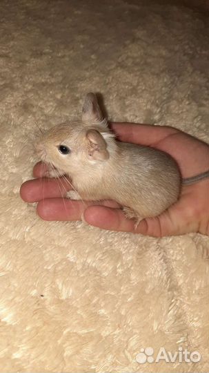 Чилийская белка дегу