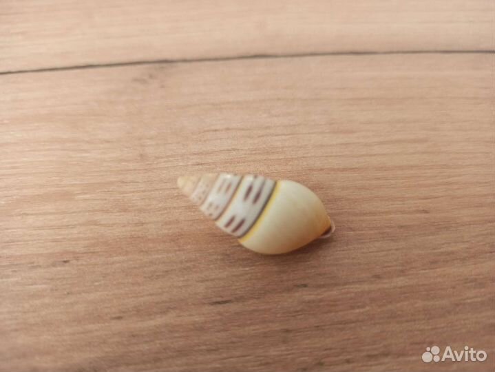 Морская раковина