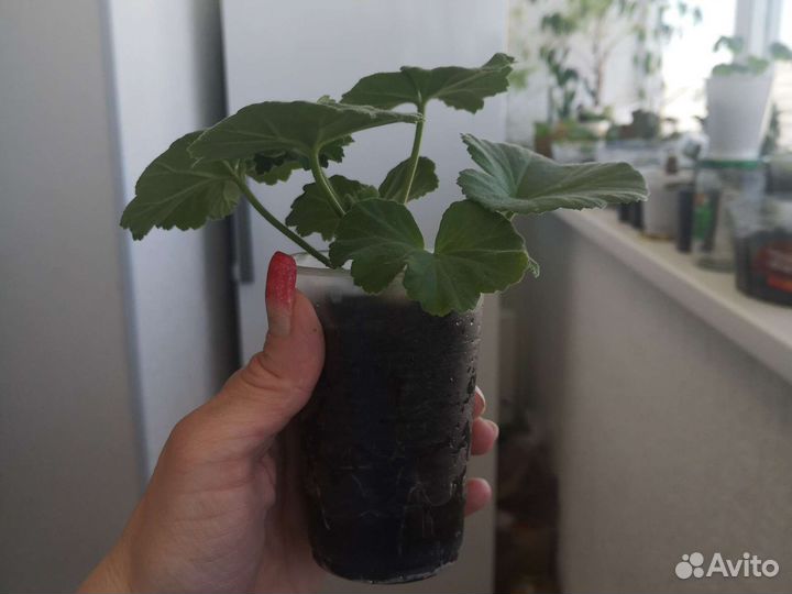 Комнатные растения