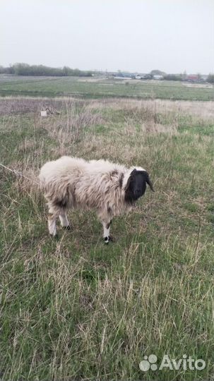 Овцы бараны ягнята