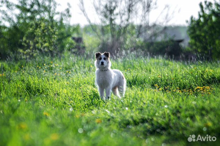 Очаровательный щенок