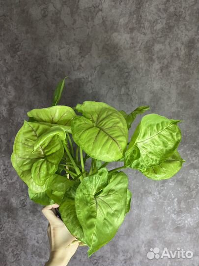 Синг манго алюжн