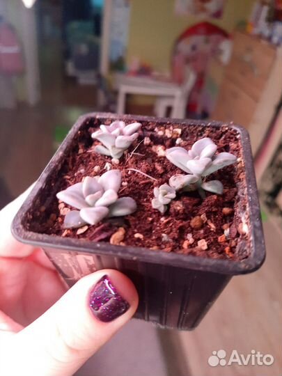 Суккуленты детки