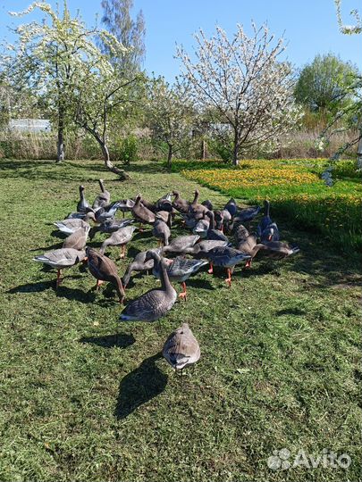 Чучела гусей для охоты бу