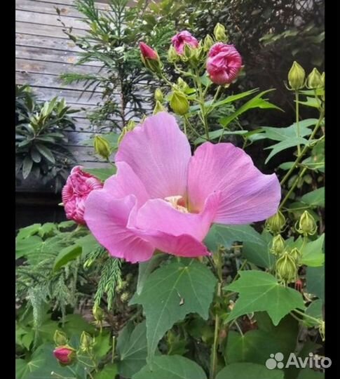 Гибискус мутабилис изменчивый