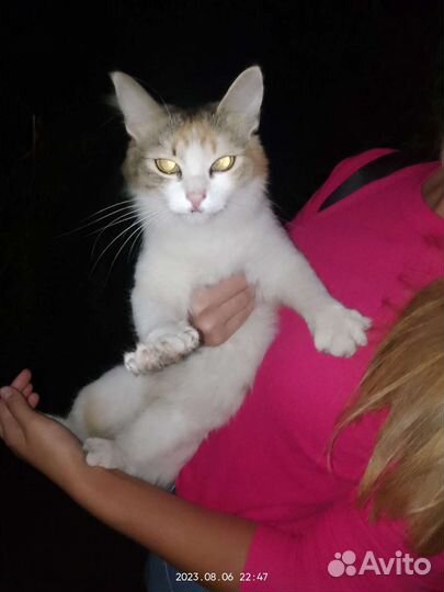 Кошки в добрые руки