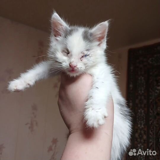 Котята в добрые руки бесплатно