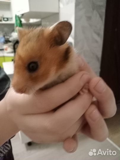 Серийские хомяки