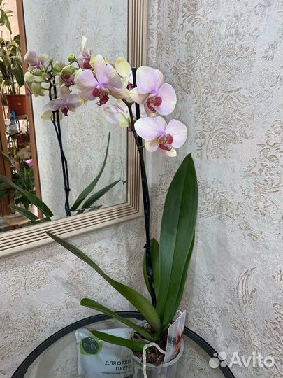 Сортовые орхидеи