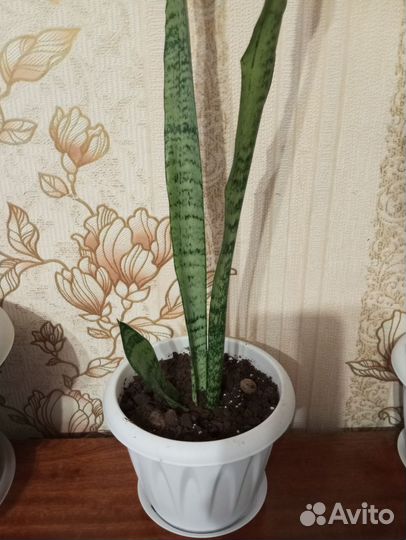 Сансевиерия (шучий хвост)