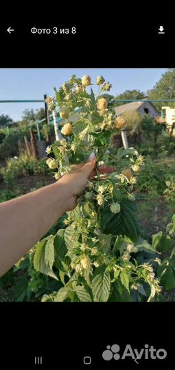 Саженцы малины